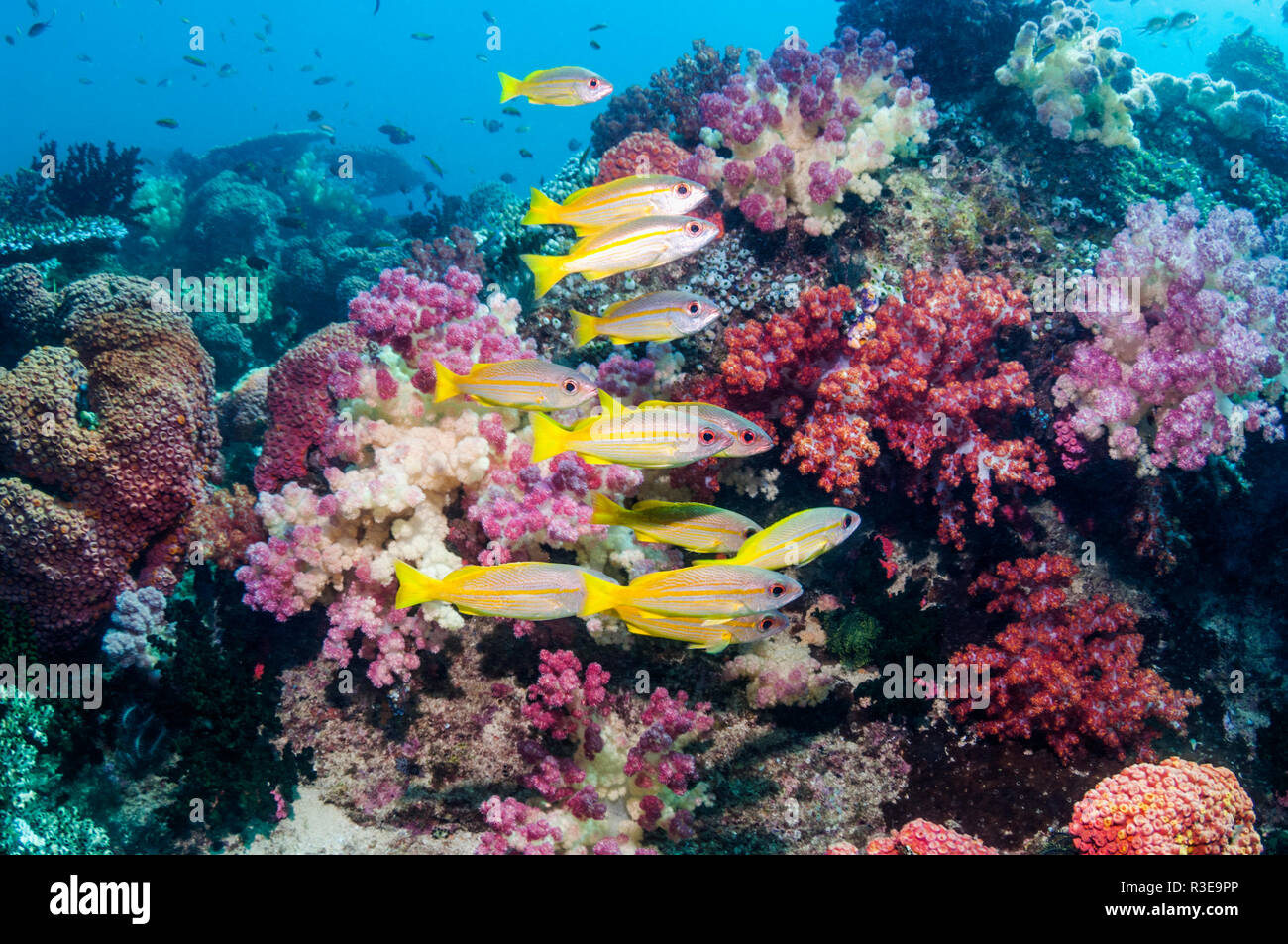 Bigeye snapper [Lutjanus lutjanus] school over coral reef.  Triton Bay, West Papua, Indonesia. Stock Photo