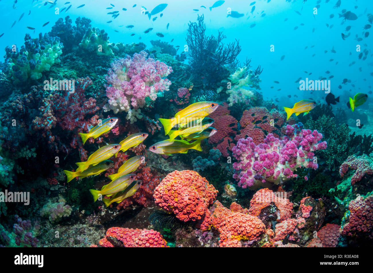 Bigeye snapper [Lutjanus lutjanus] school over coral reef.  Triton Bay, West Papua, Indonesia. Stock Photo