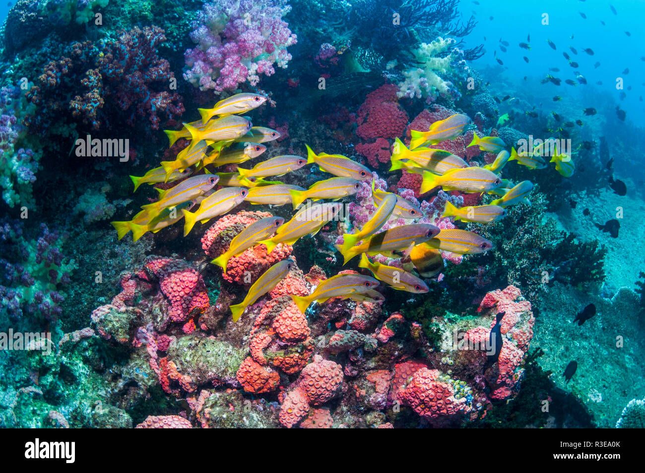 Bigeye snapper [Lutjanus lutjanus] school over coral reef.  Triton Bay, West Papua, Indonesia. Stock Photo