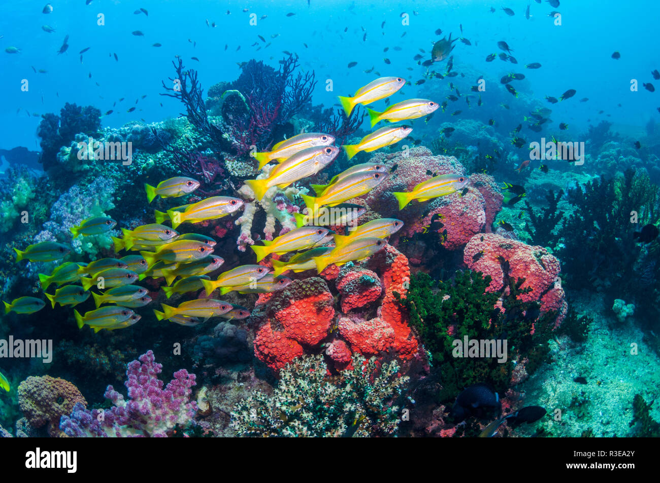 Bigeye snapper [Lutjanus lutjanus] school over coral reef.  Triton Bay, West Papua, Indonesia. Stock Photo