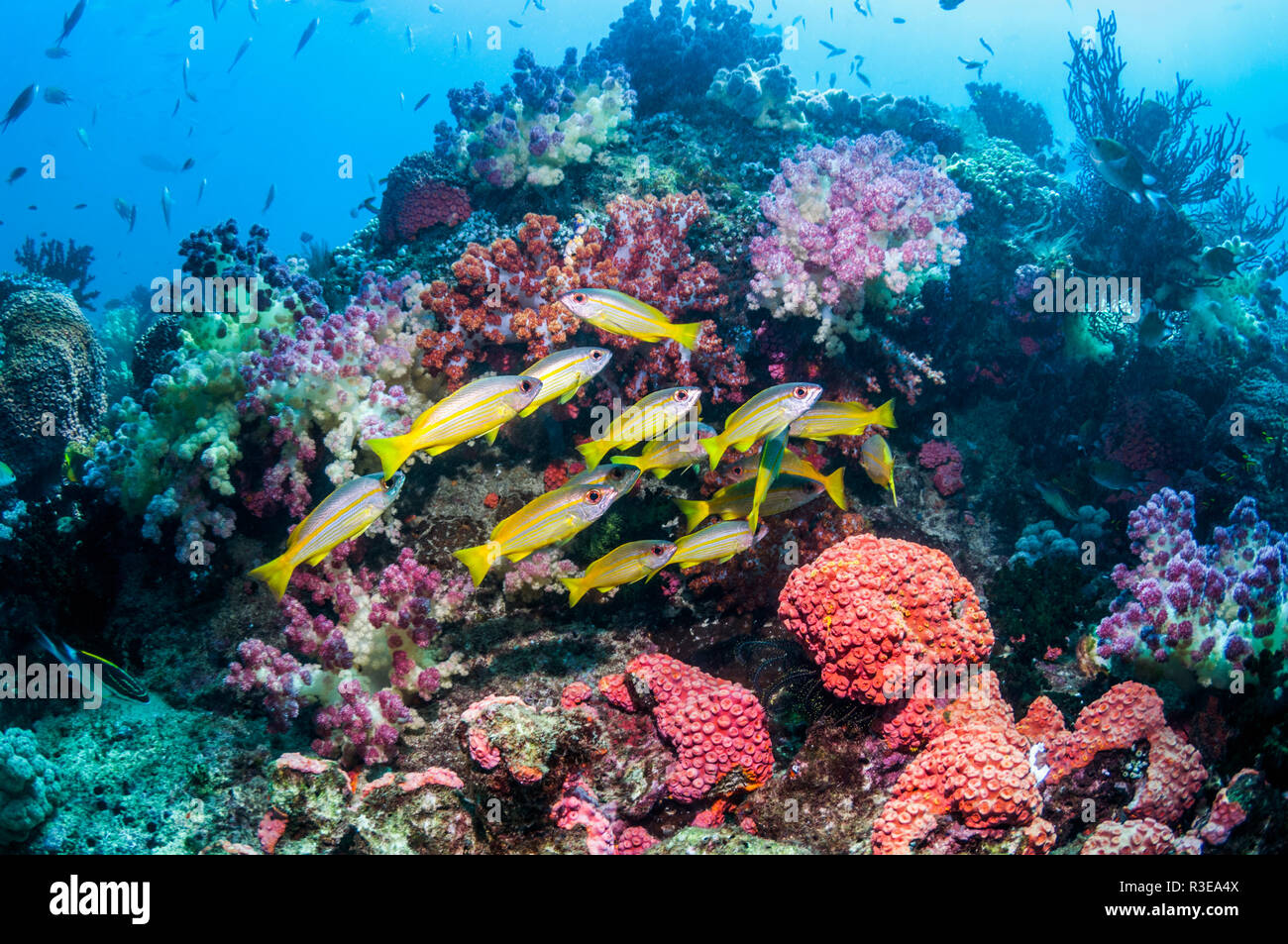 Bigeye snapper [Lutjanus lutjanus] school over coral reef.  Triton Bay, West Papua, Indonesia. Stock Photo