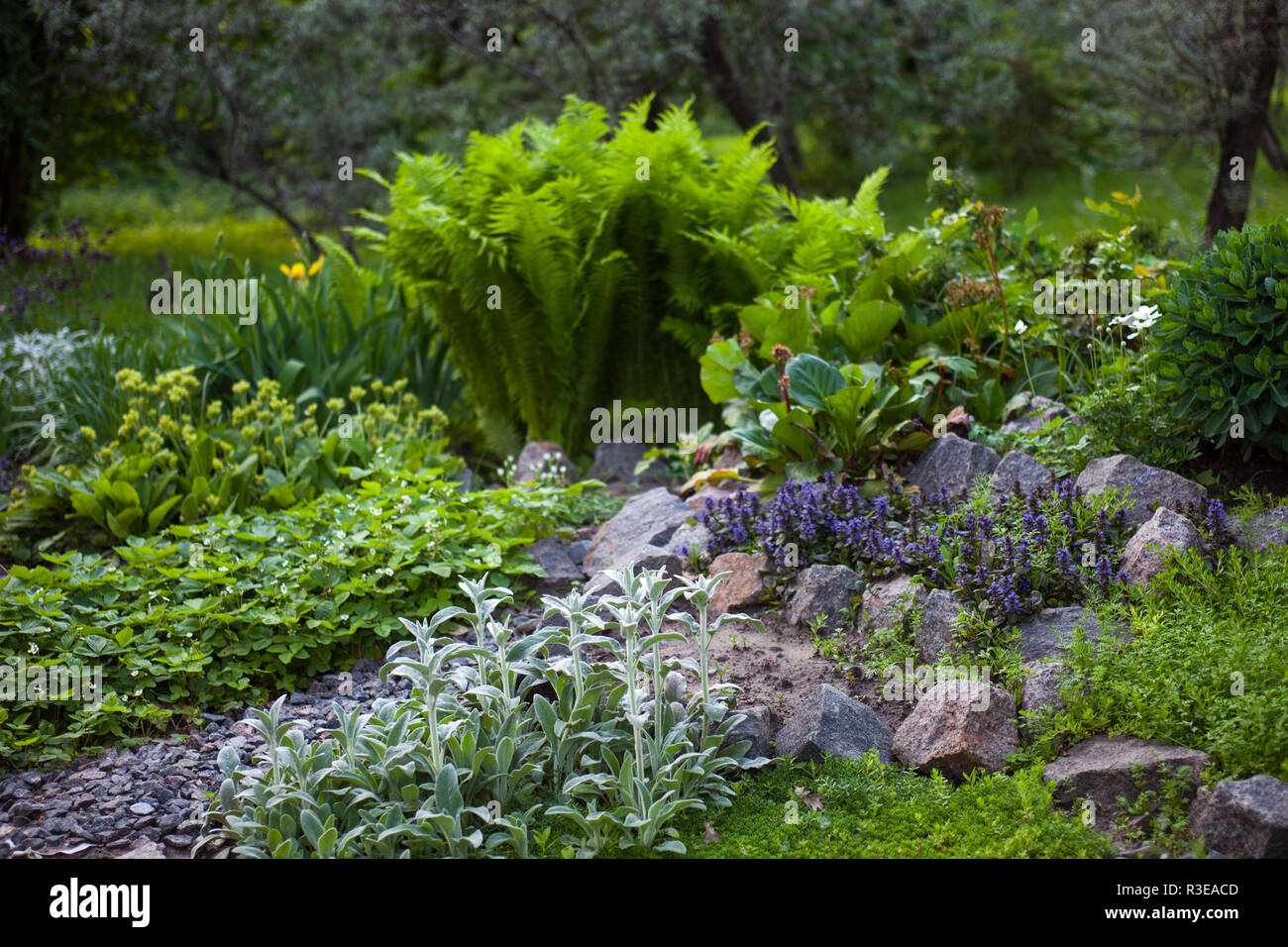 Ornamental grass rockery garden hi-res stock photography and images - Alamy