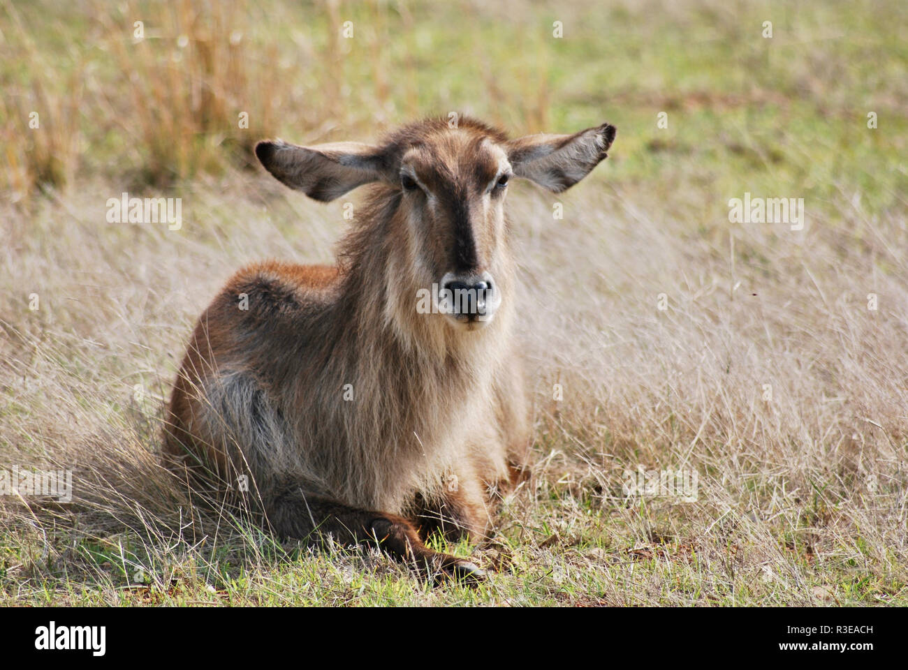 Antelope in South Africa. The Waterbuck (Kobus ellipsiprymnus) is the largest of the kob antelopes. Stock Photo