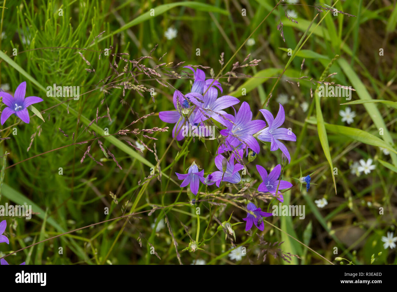 Purple meadow flowers Stock Photo - Alamy