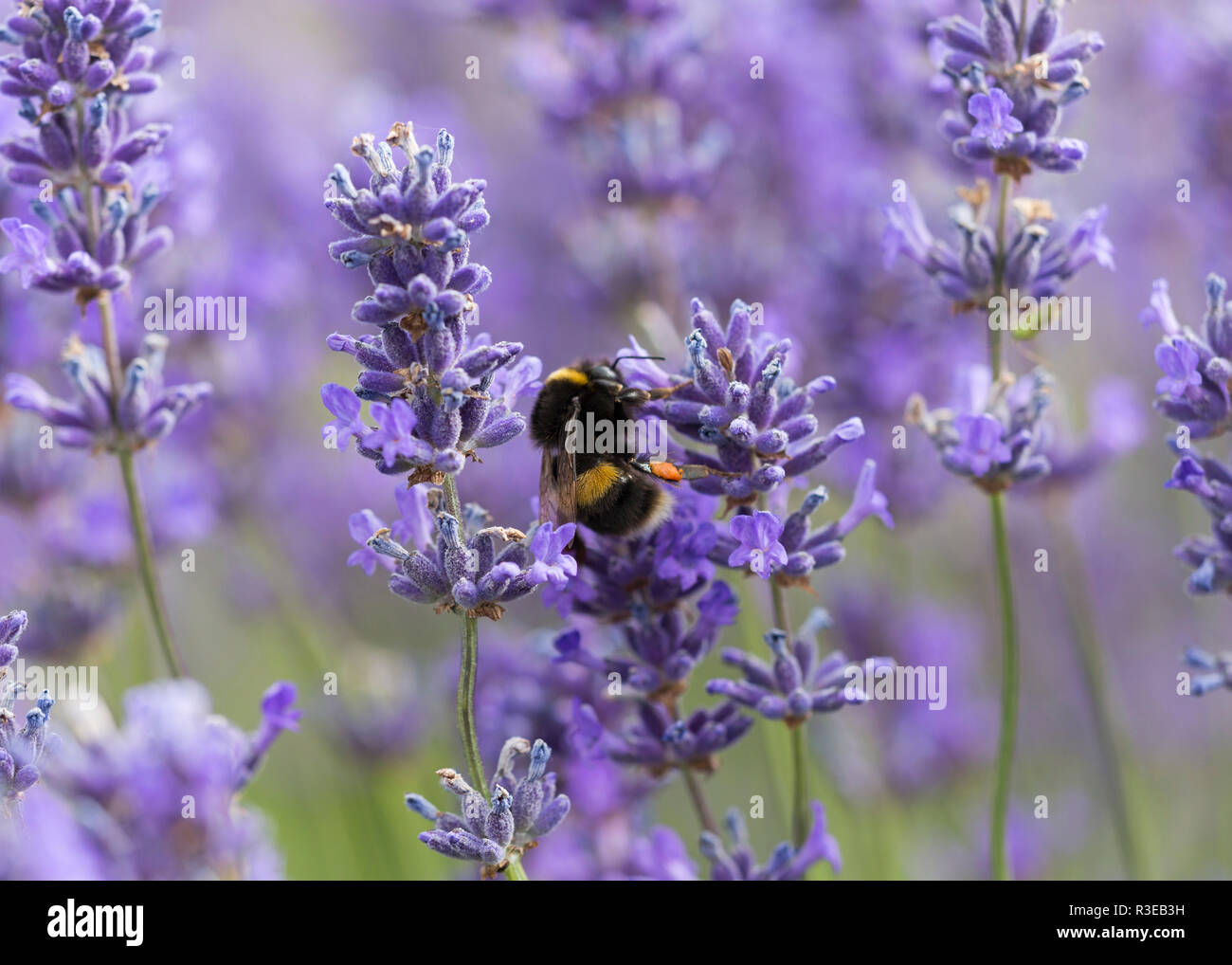 Bee on lavender flowers, close up Stock Photo