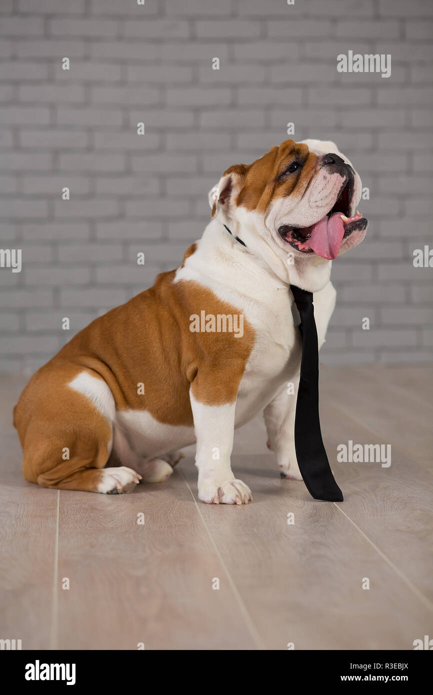 english bulldog sitting in business tie in studio with brick wall on