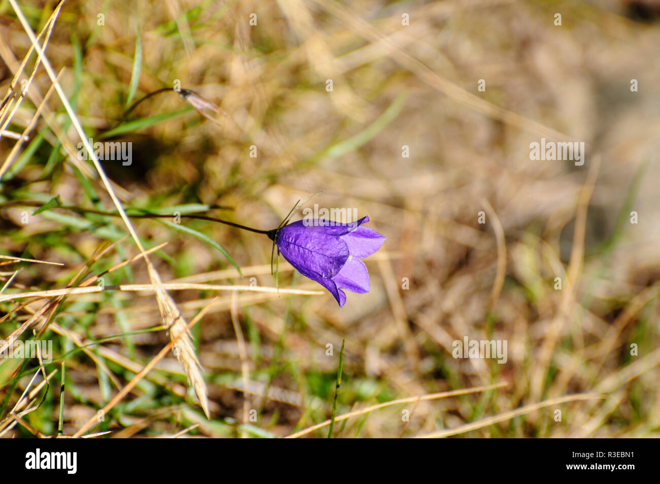 Common Harebell (Campanula rotundifolia) flowers. Known in some areas as the bluebell. This flower is usually found on higher ground and well-drained  Stock Photo