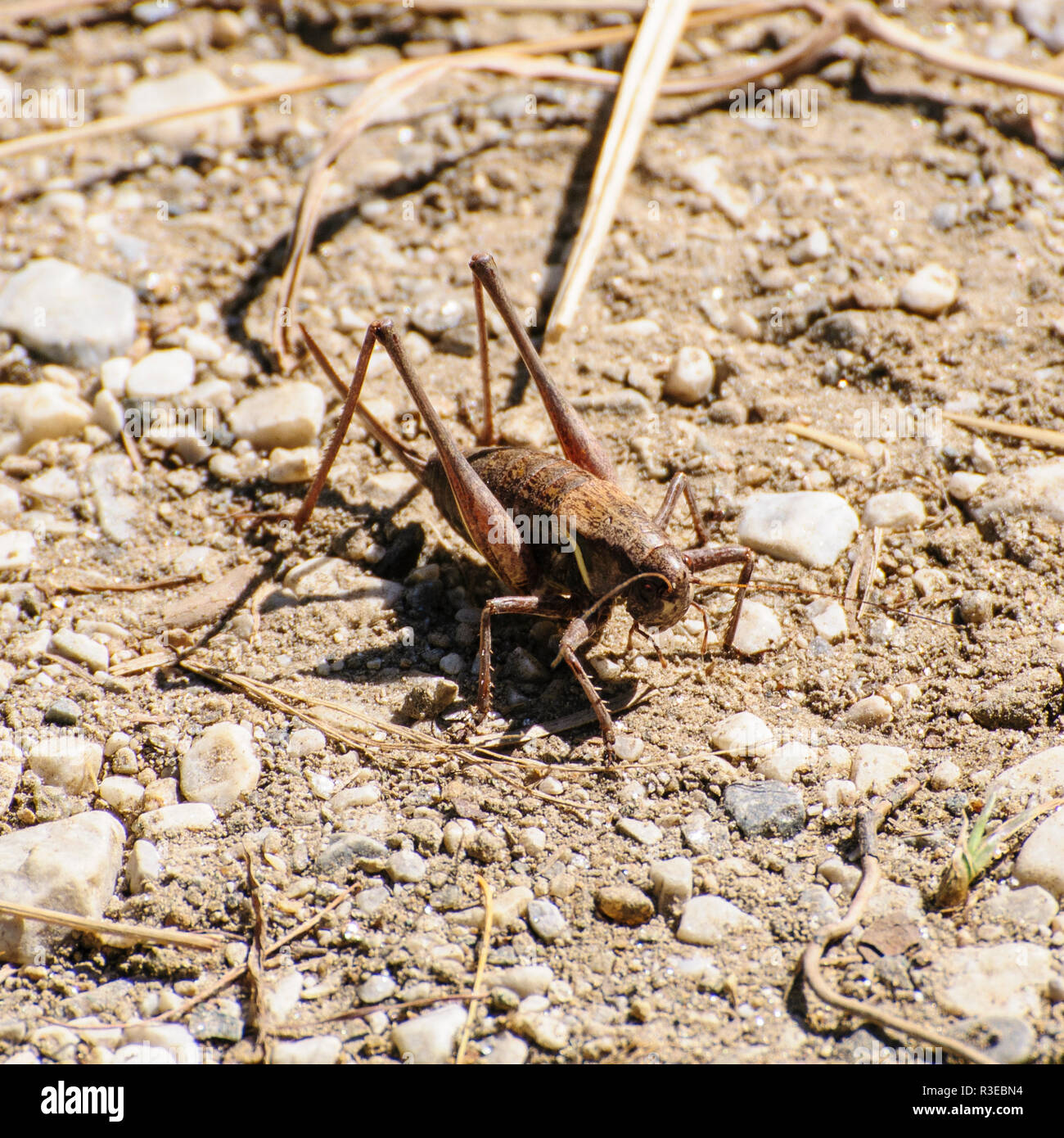 brown grasshopper on the ground. Photographed on Elfer Mountain, Stubai Valley, Tyrol, Austria in September Stock Photo