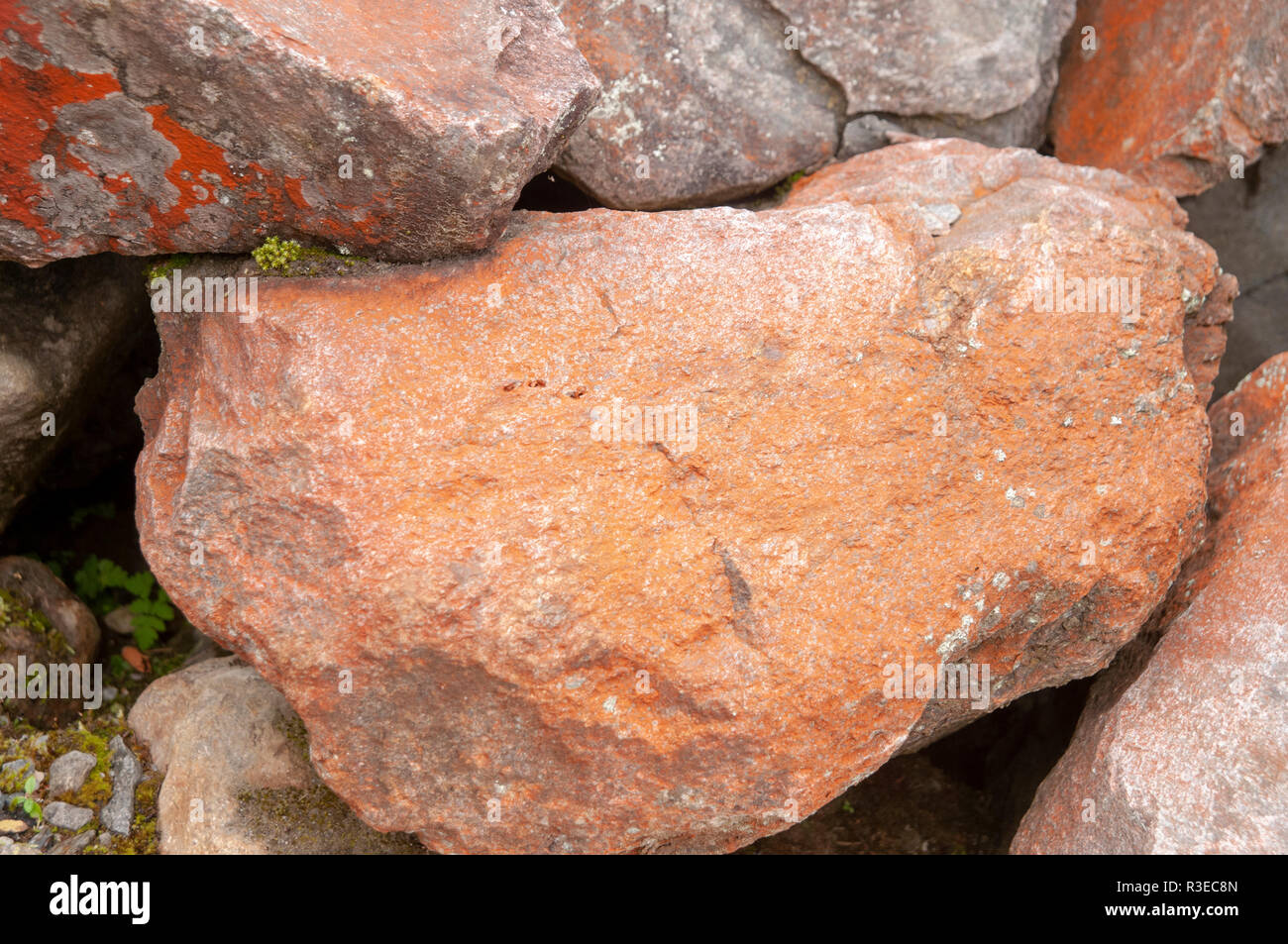 Close-up of a patch of bright orange Trentepohlia sp. alga growing on rocks. The bright orange colour is caused by the presence of large quantities of Stock Photo