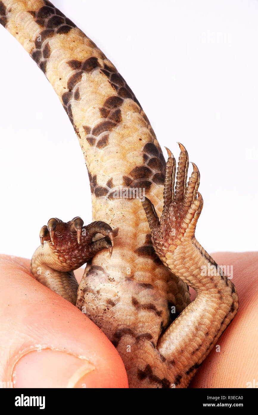Australian Baby Eastern Blue Tongue Lizard closeup of under back legs and tail in adult keepers hand - gender unknown Stock Photo