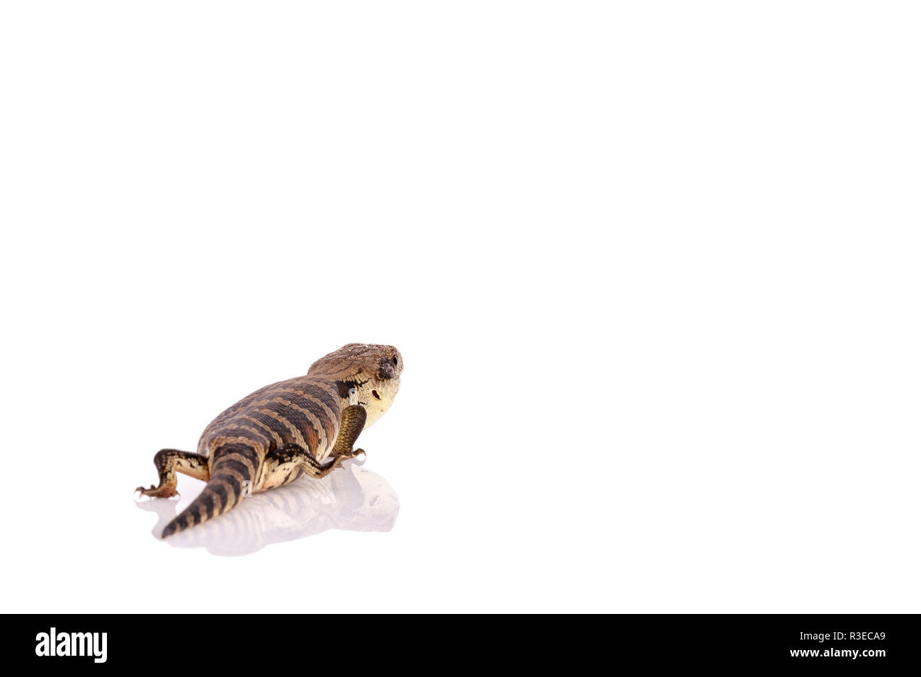 Australian Adolescent Eastern Blue Tongue Lizard selective focus and closeup with reflection walking away isolated on reflective white perspex base Stock Photo