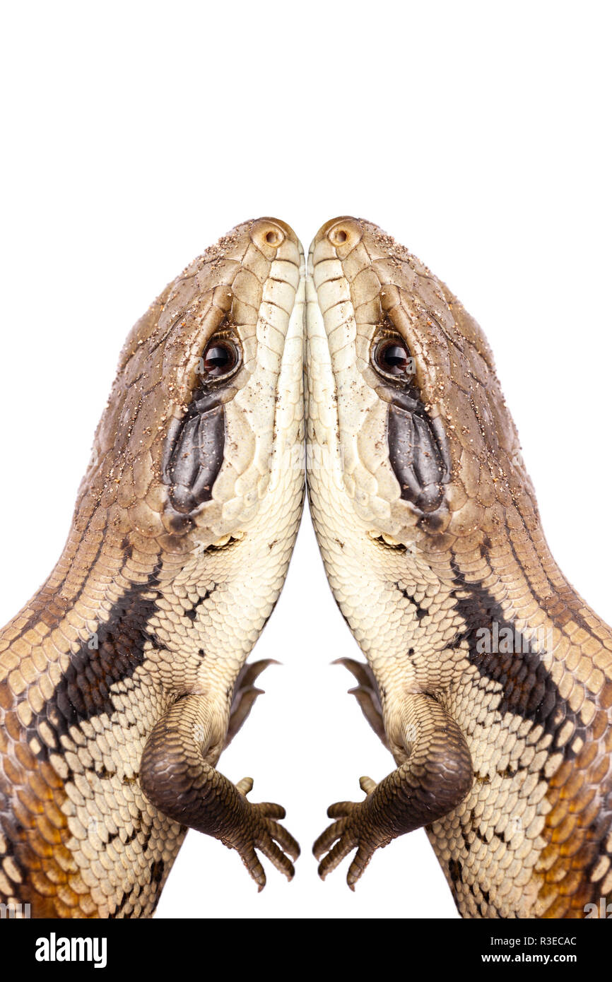 Australian Adolescent Eastern Blue Tongue Lizard skin to skin connection before exposing tongue in defence isolated on white background portrait mode Stock Photo