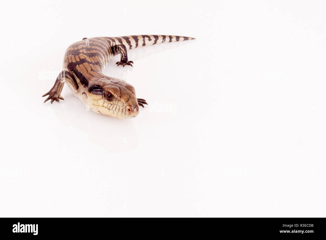 Australian Baby Eastern Blue Tongue Lizard closeup walking on reflective white perspex base isolated against white background in landscape format Stock Photo