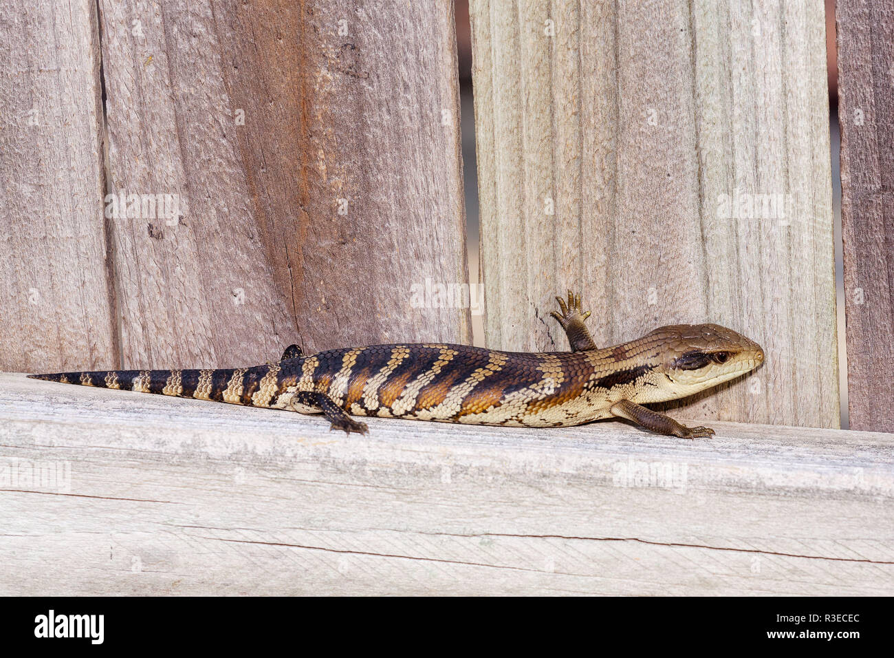 Blue Tongued Lizard High Resolution Stock Photography and Images Alamy