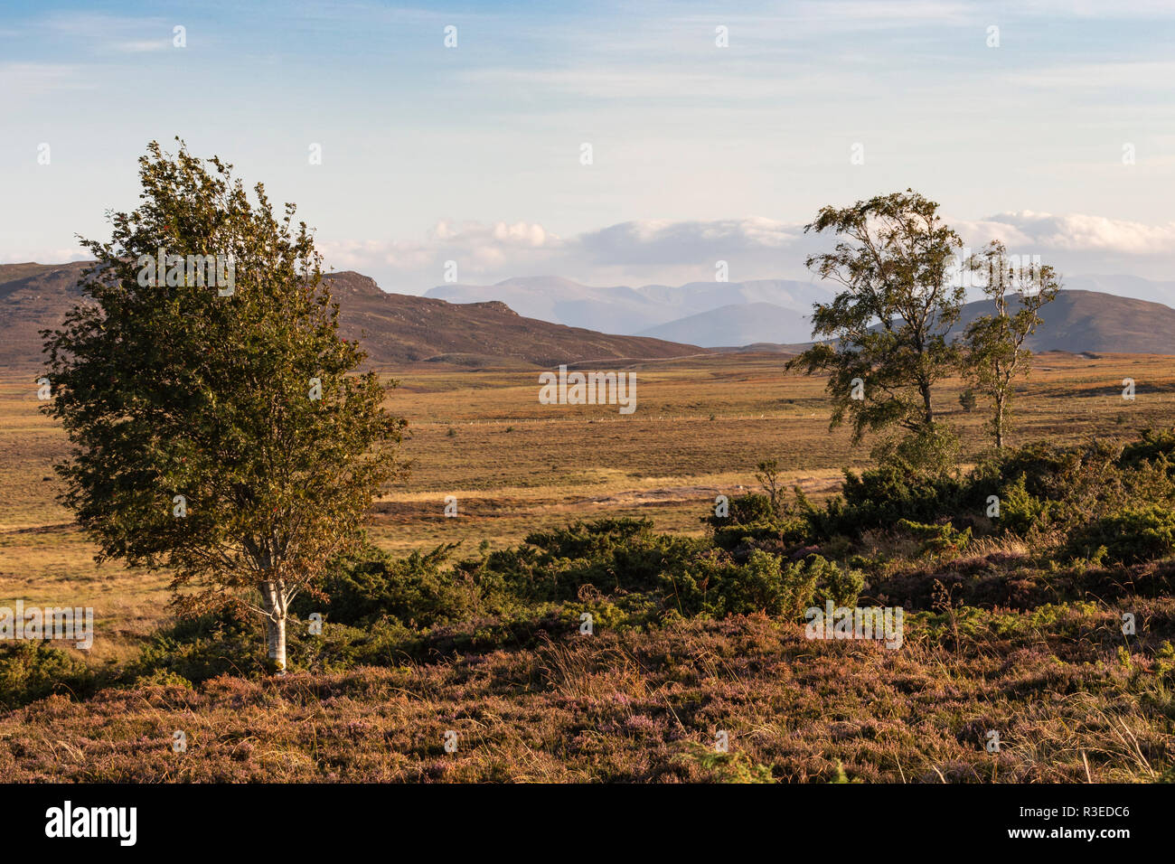 Dava Moor and Cairngorms view in the Highlands of Scotland. Stock Photo