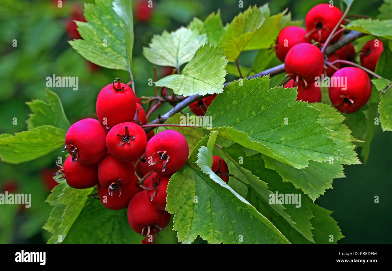 berries from scarlet hawthorn crataegus pedicellata Stock Photo