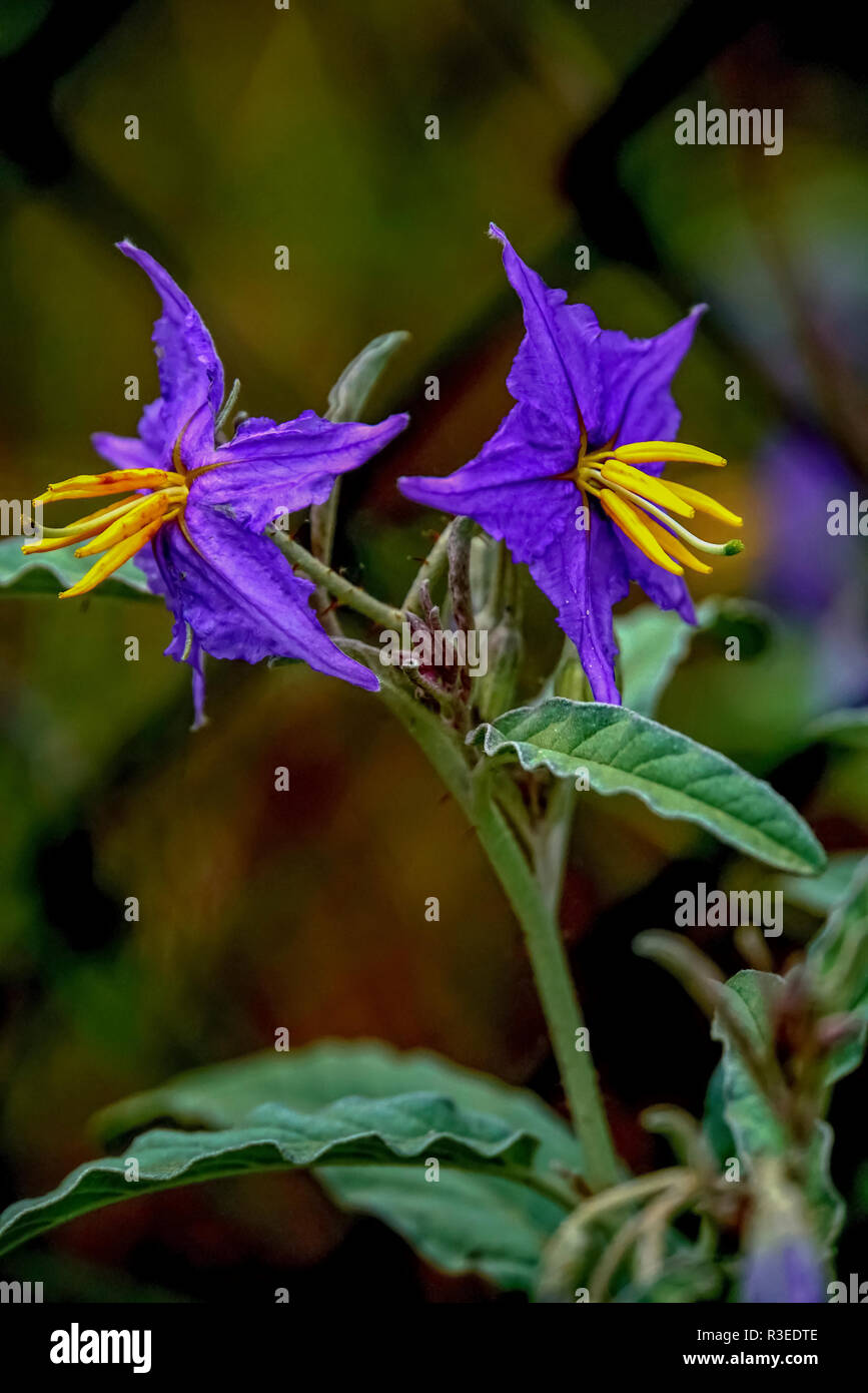 close up photo of a purple clematis flower with yellow Stamen Stock Photo