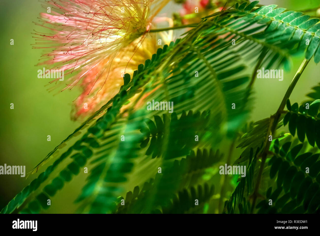 Calliandra is a genus of flowering plants in the pea family, Fabaceae, in the mimosoid clade of the subfamily Caesalpinioideae. It contains about 140  Stock Photo