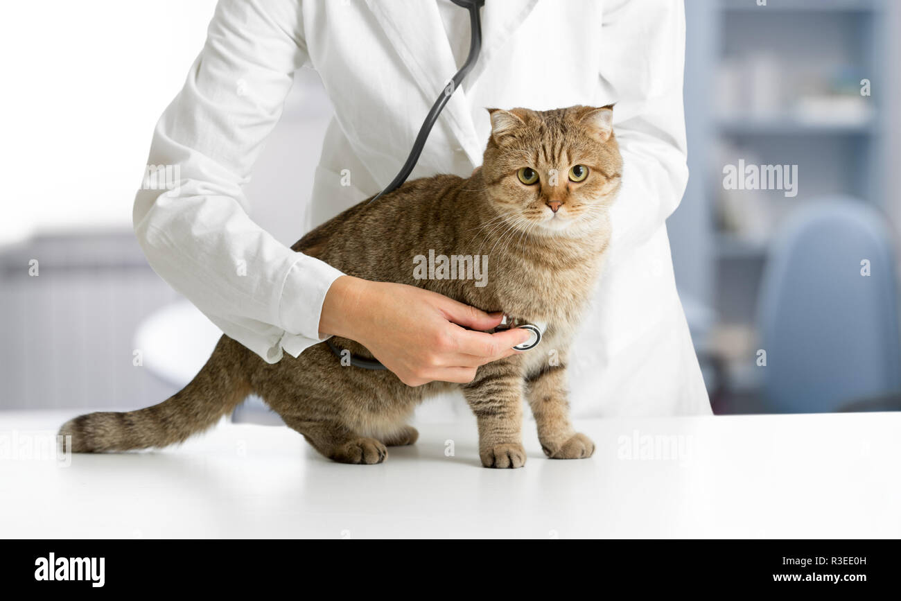 Cat in veterinarian hospital checkup by doctor Stock Photo Alamy