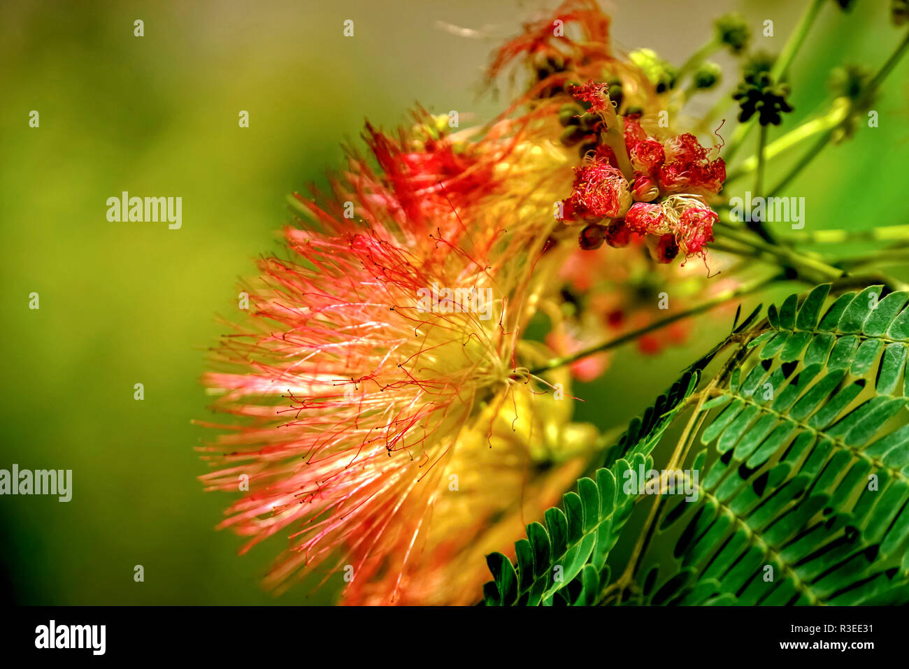 Calliandra is a genus of flowering plants in the pea family, Fabaceae, in the mimosoid clade of the subfamily Caesalpinioideae. It contains about 140  Stock Photo