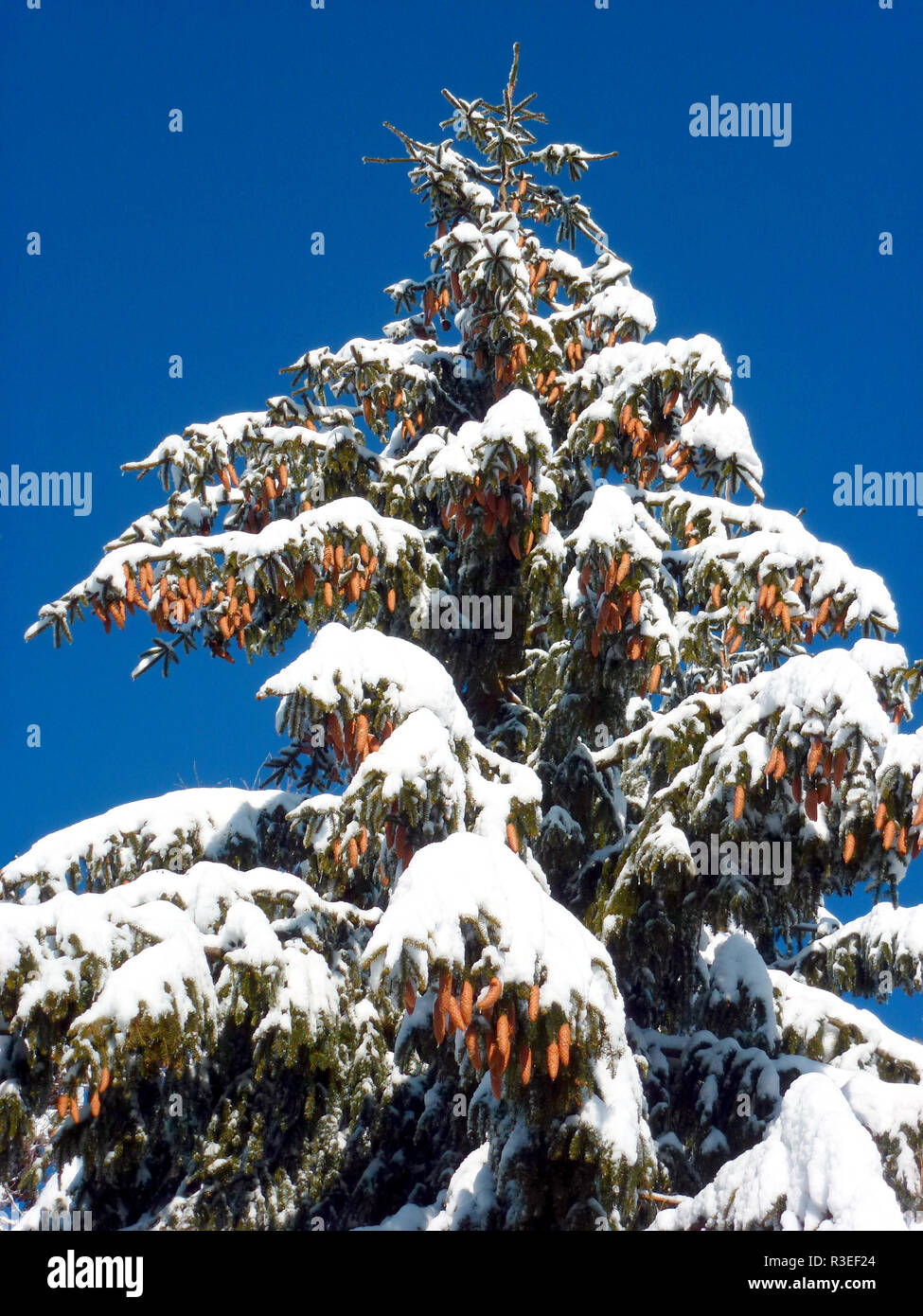 osterzgebirge in winter Stock Photo