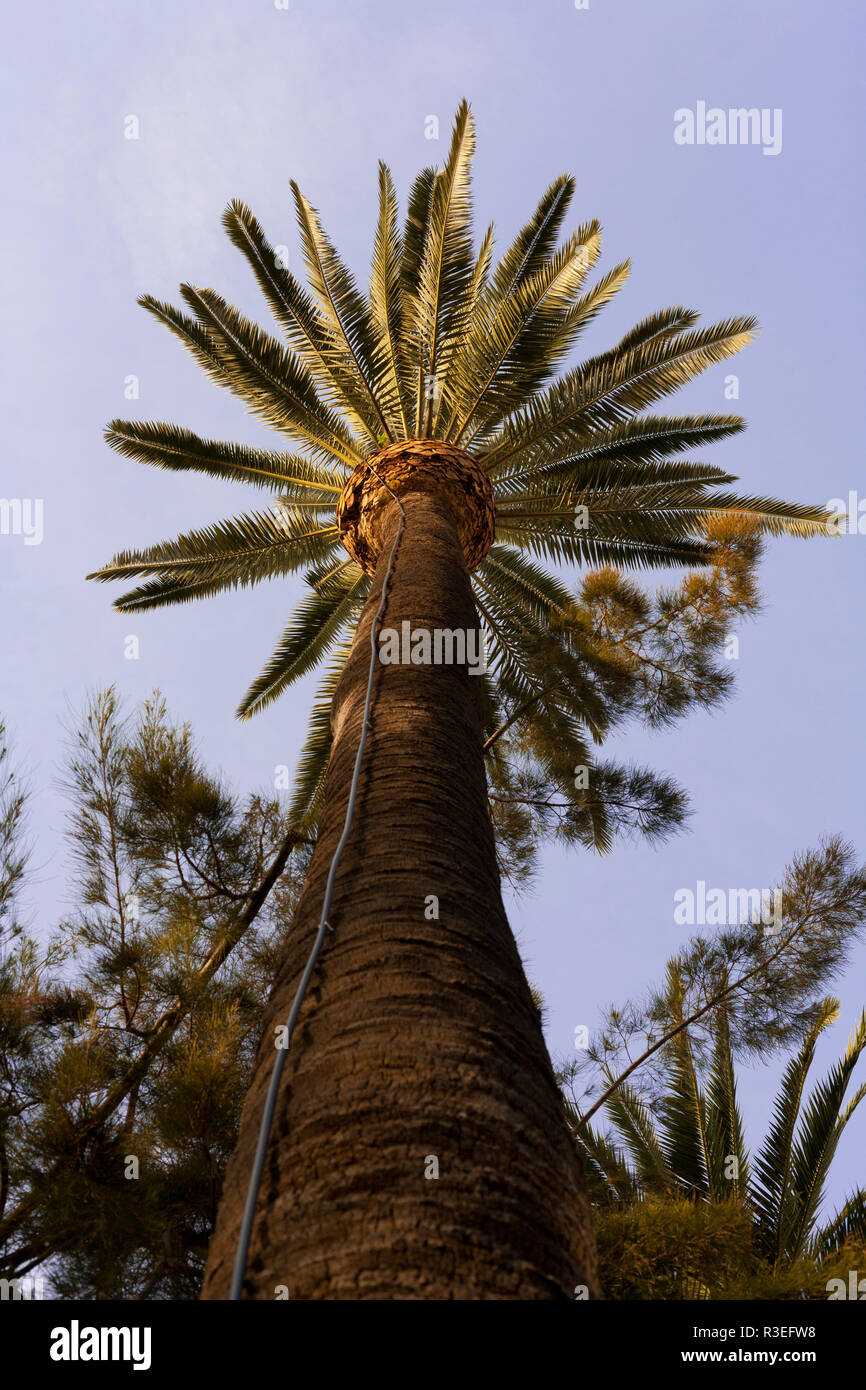 Palm tree in Valencia, Spain Stock Photo