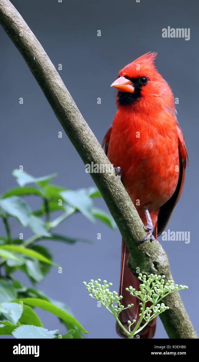 red cardinal cardinalis cardinalis Stock Photo