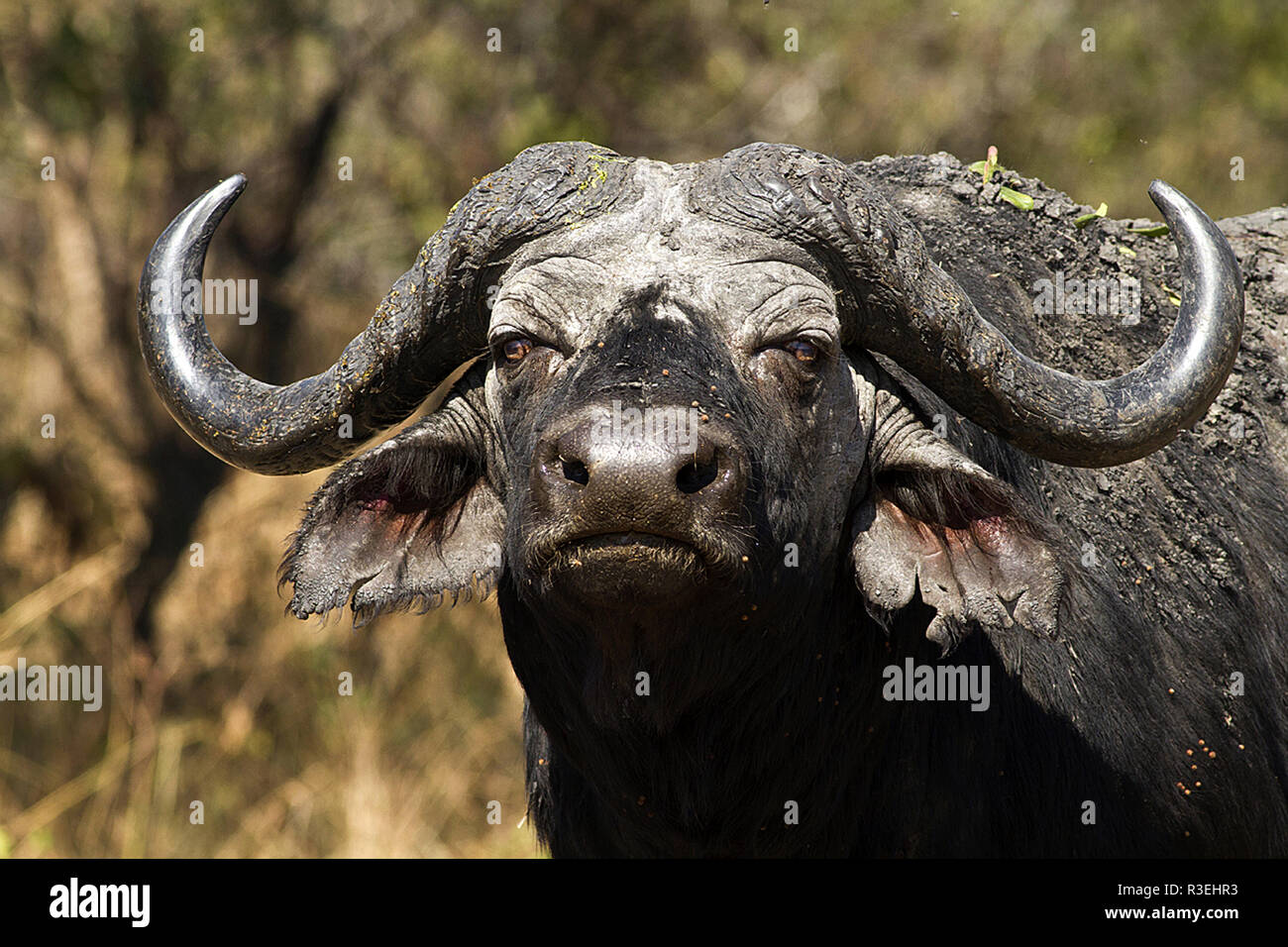 The portrait of a crusty old Cape Buffalo bull, often called a 'Dagga' (mud) Boy Stock Photo