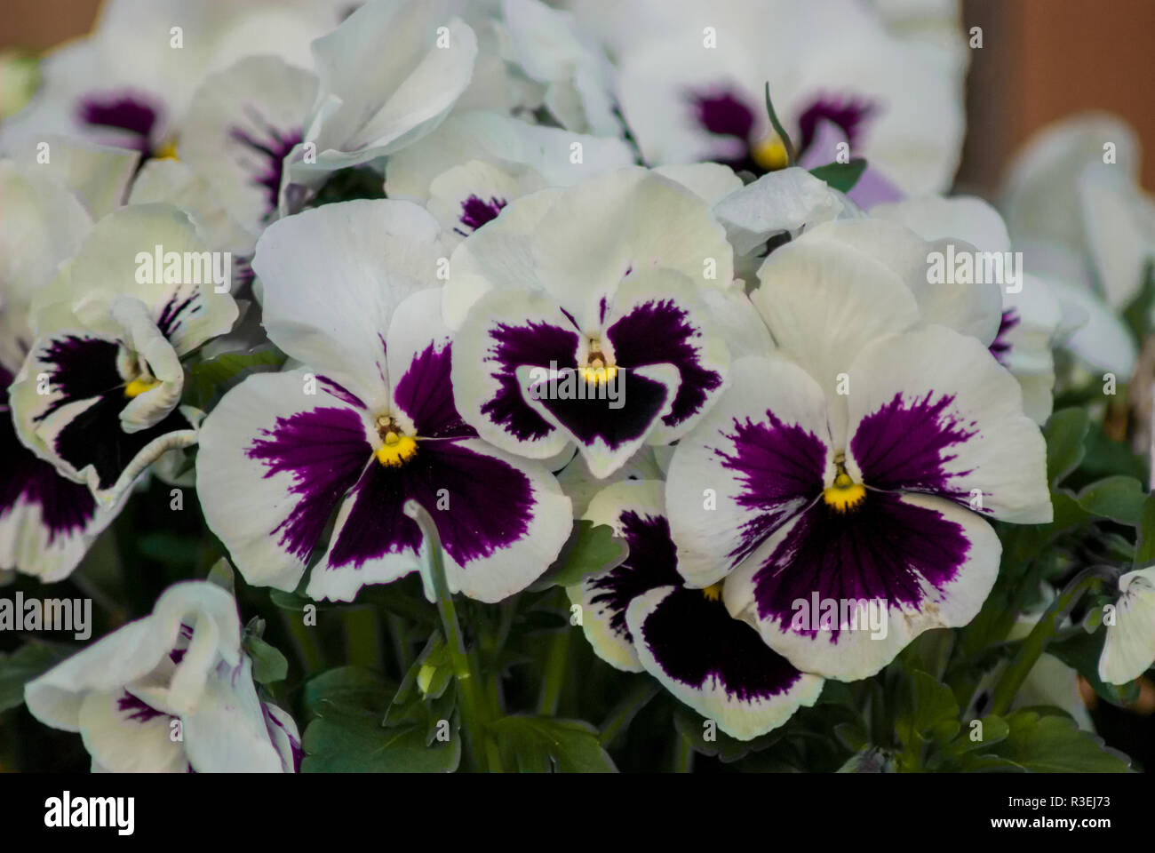 White flower with purple center hi-res stock photography and images - Alamy