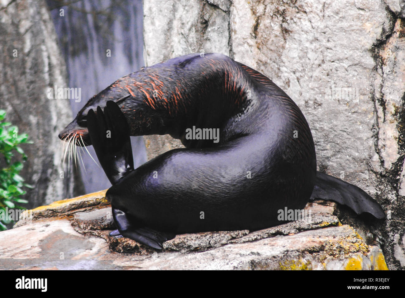 A black seal scratching its own head at Auckland zoo, New Zealand, 2017