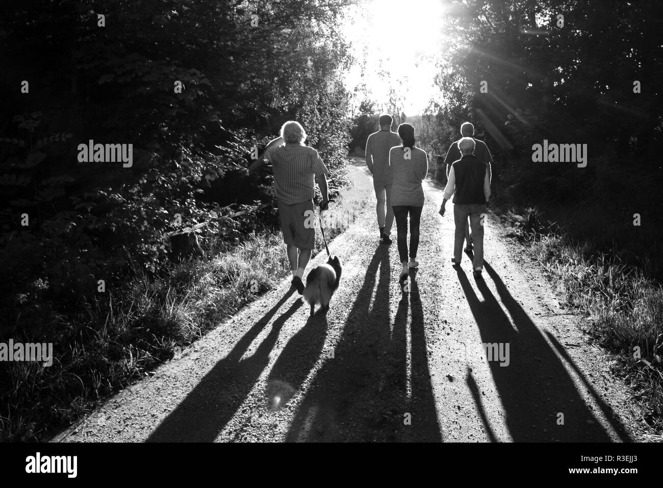 Five people and a dog walking on a gravel road in rural Dalsland, Sweden with harsh backlight Stock Photo
