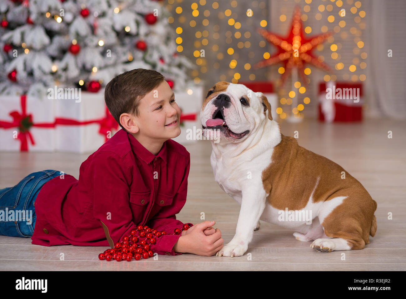 English bulldog puppy present hi-res stock photography and images - Alamy