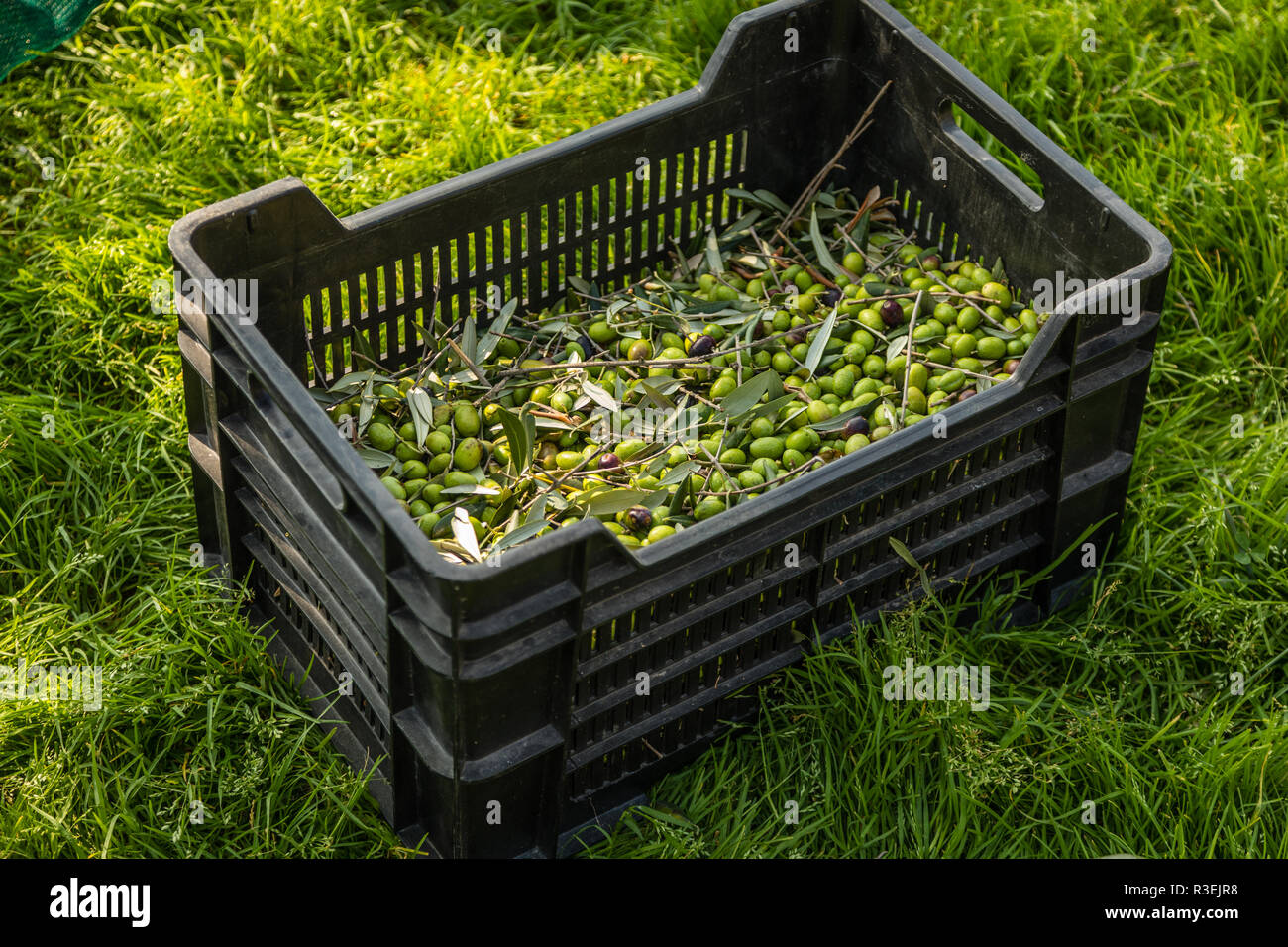 Basket of Olives on Lake Como Stock Photo