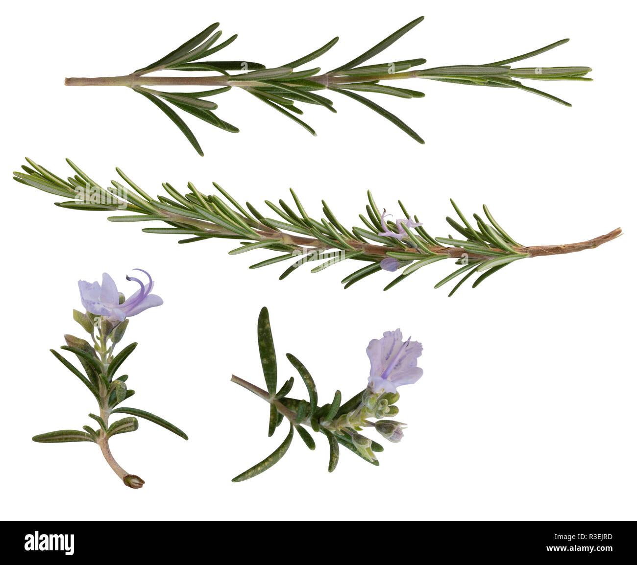 a collection of rosemary leaves isolated on a white background Stock Photo