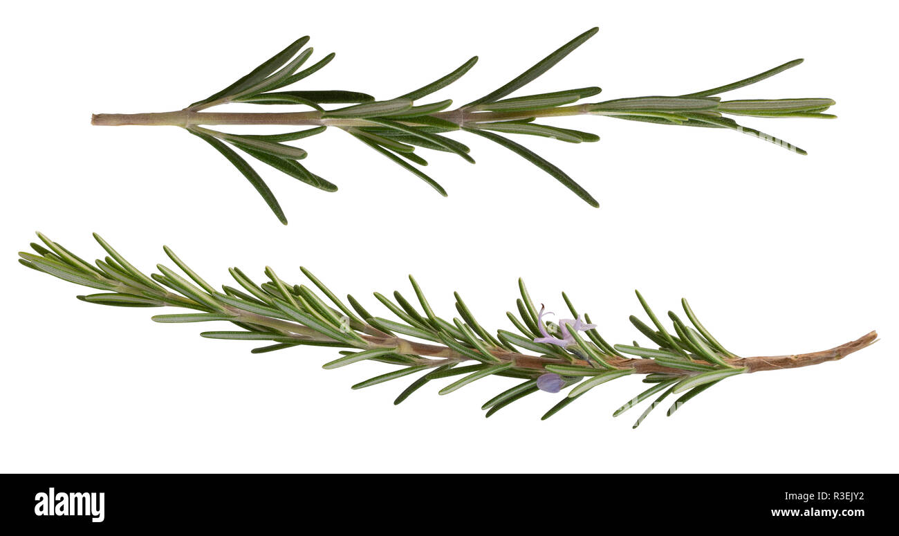 a collection of rosemary leaves isolated on a white background Stock