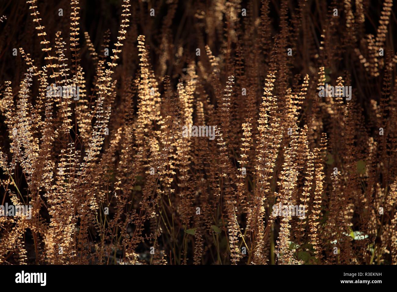 dried flowers Stock Photo