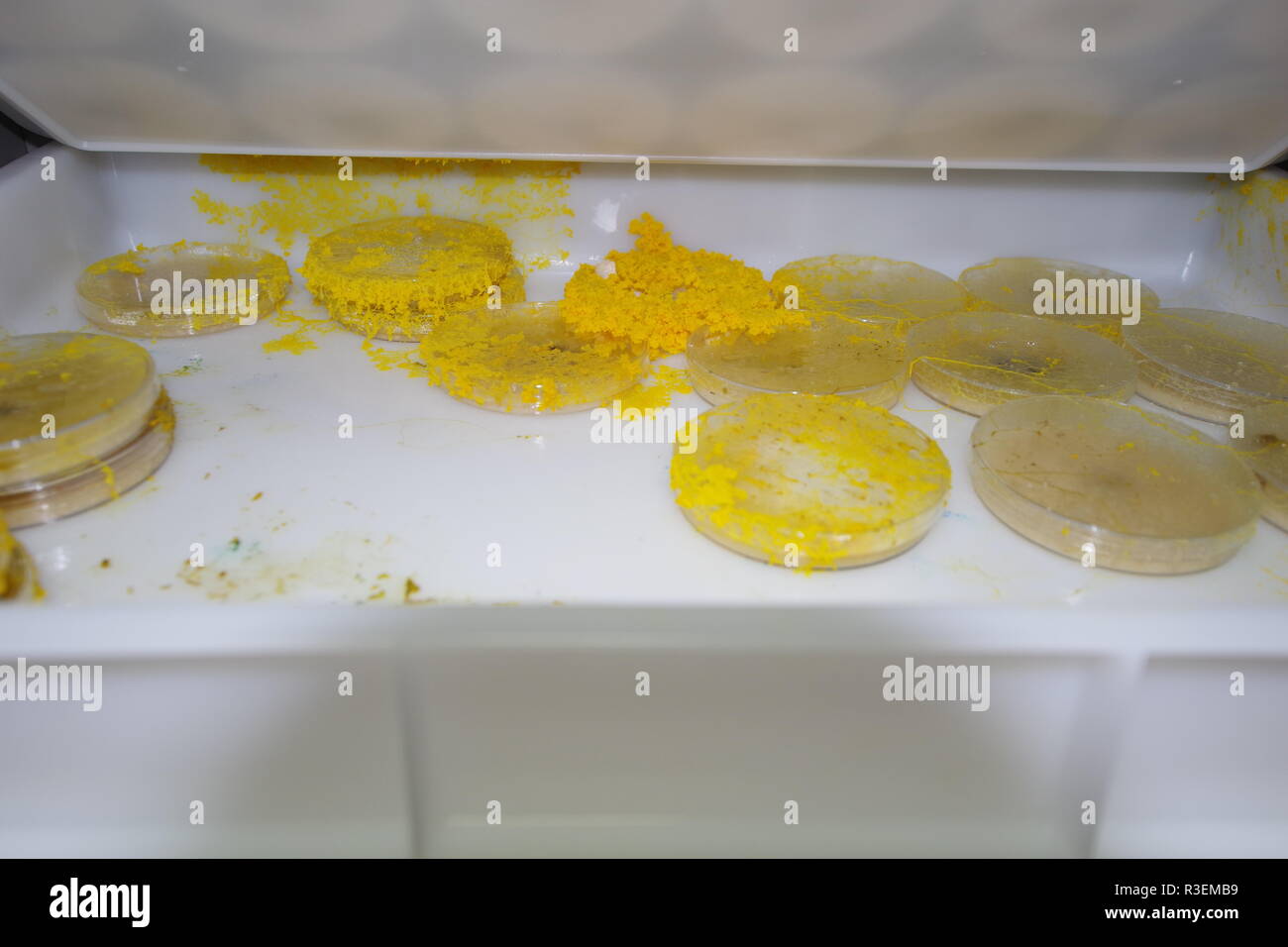 Yellow Slime Mould (Physarum polycephalum) Growing and Network Forming in Agar Petri Dish. Biology Laboratory Project, Scotland, UK. Stock Photo
