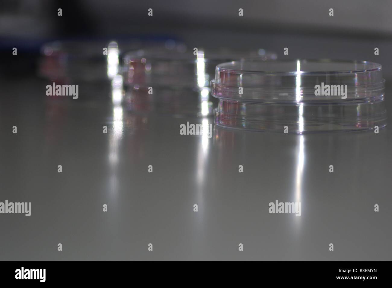 Three Petri Dishes in a Biology Research Laboratory, on a Work Bench