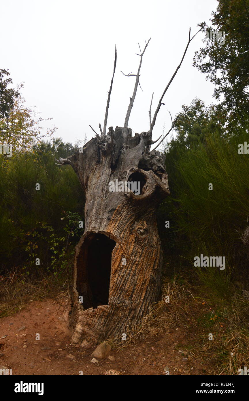 Dry Chestnut Tree With A Form That Is Very Afraid On A Cloudy Day In The Medulas. Halloween, Nature, Travel, Landscapes. November 3, 2018. The Medulas Stock Photo