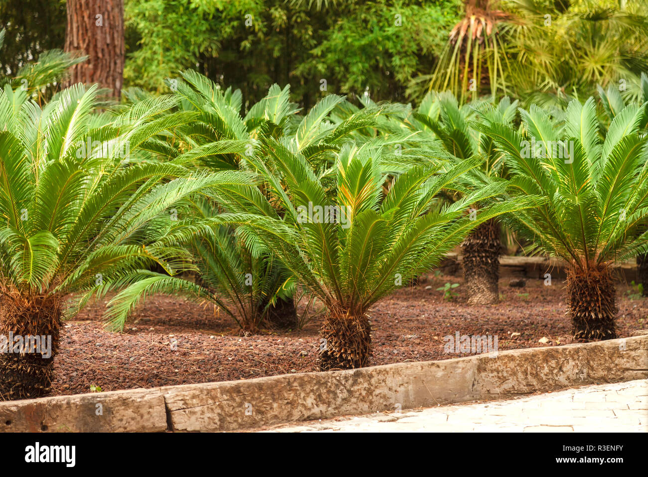 Beautiful green large branches sago palm in the garden. Top view of small sago palm tree plant with green leaves and spikes Stock Photo