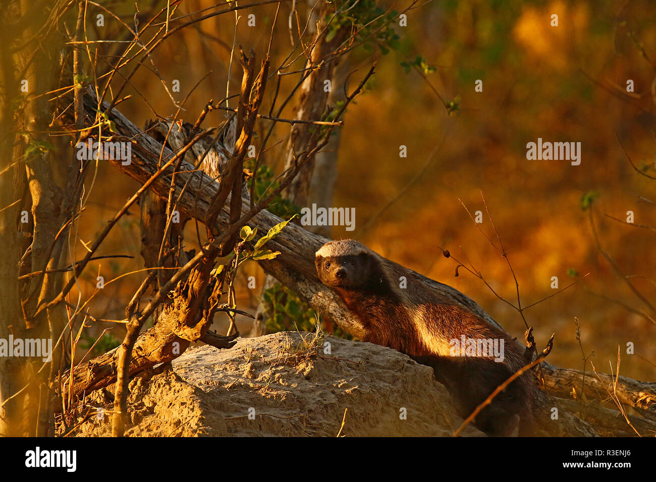 Honey Badger Africa's toughest native animal Stock Photo Alamy