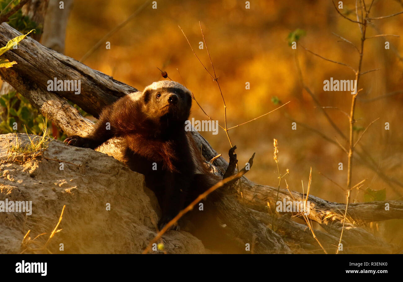 Honey Badger Africa's toughest native animal Stock Photo Alamy