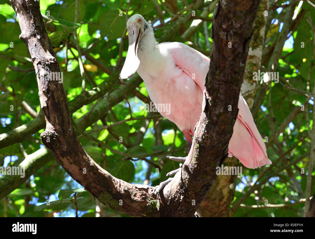 Roseate spoonbill ,a gregarious wading bird of the ibis and spoonbill ...