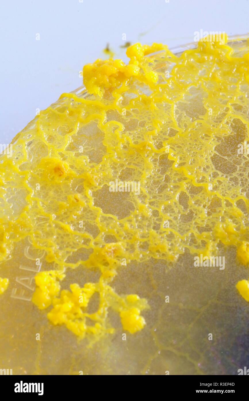 Yellow Slime Mould (Physarum polycephalum) Growing and Network Out of Agar Petri Dish. Biology