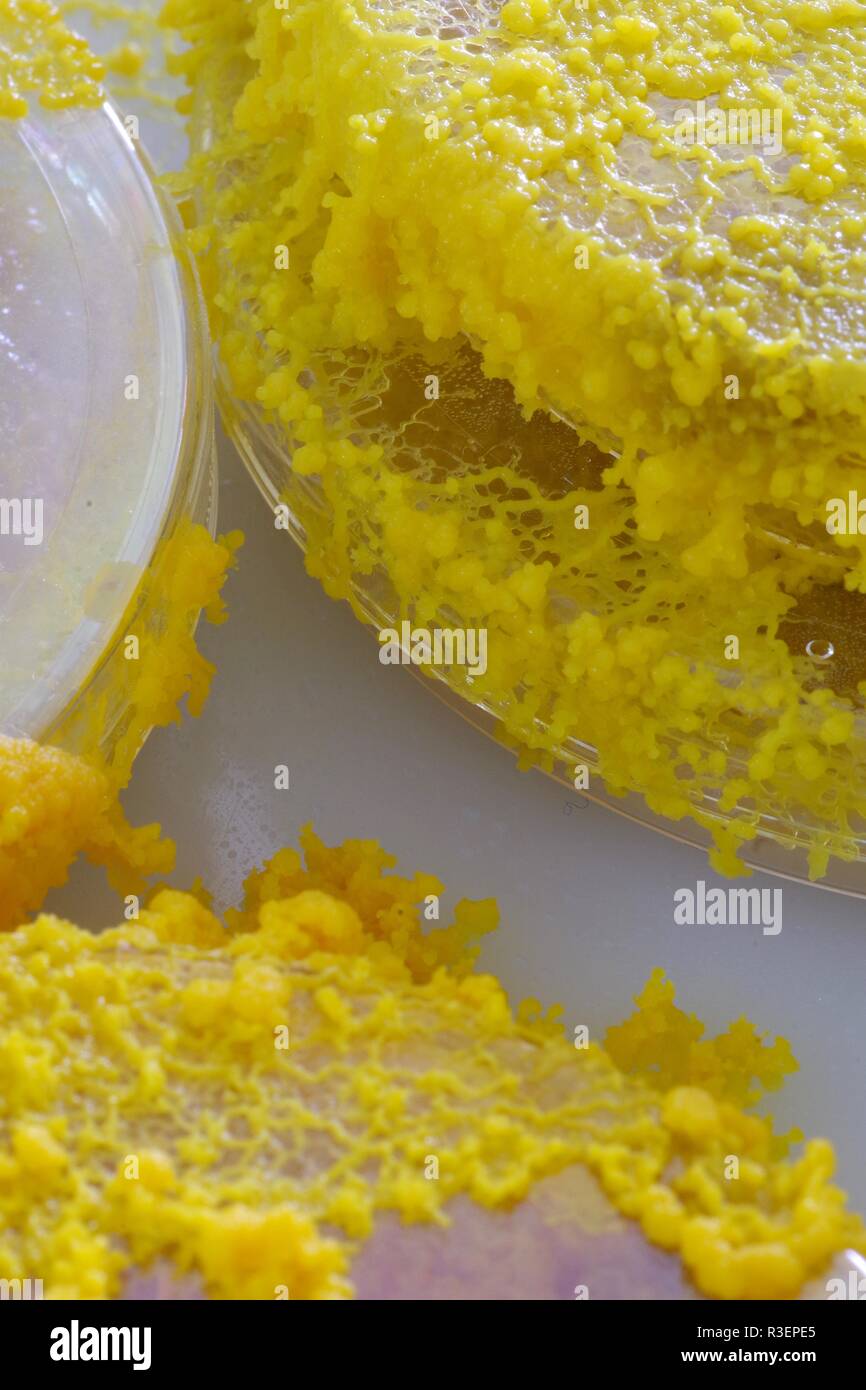 Yellow Slime Mould (Physarum polycephalum) Growing and Network Out  of Agar Petri Dish. Biology Laboratory Project, Scotland, UK. Stock Photo