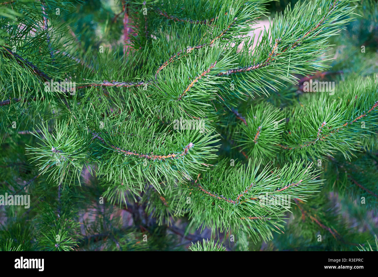 Branches of green pine close up. Spruce needles. Background of Christmas tree branches. Stock Photo