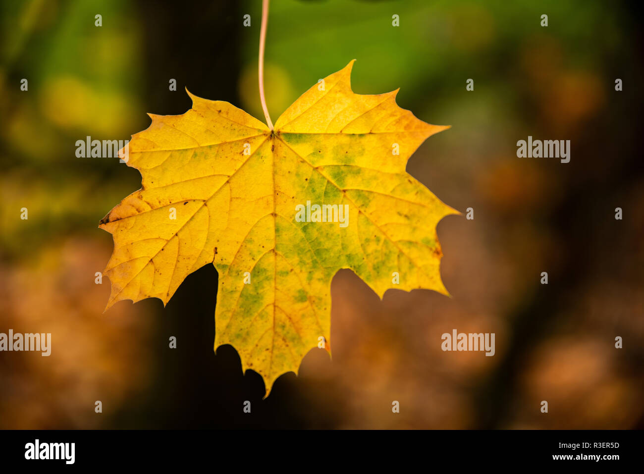 Last autum leaf still clinging to tree, UK Stock Photo