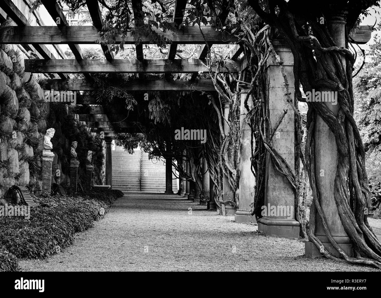 The wisteria walk under the Pergola at the base of the South Terrace provides a peaceful and shady walk at the Biltmore Estate in Asheville, NC, USA Stock Photo