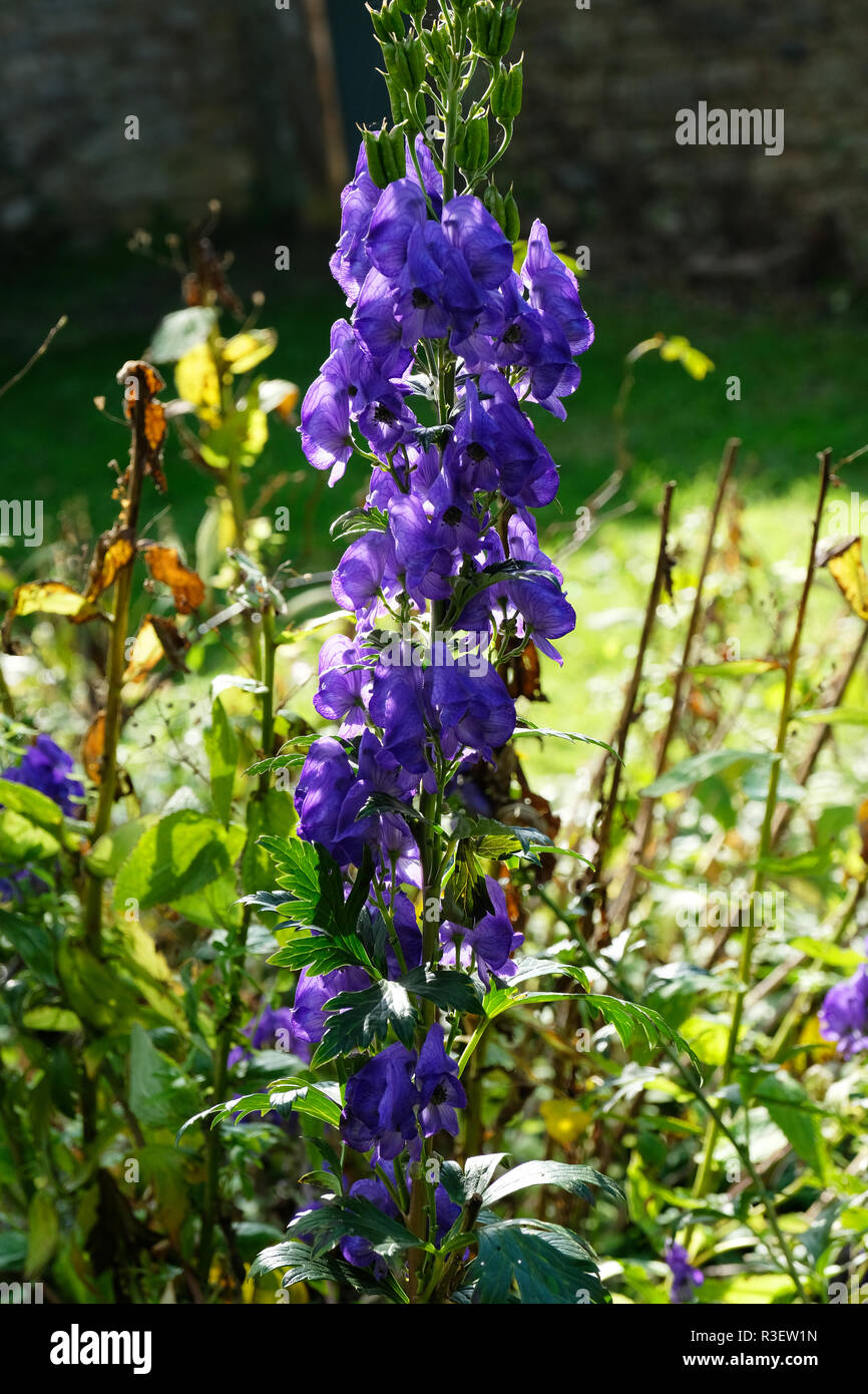 Delphinium garden border hi-res stock photography and images - Alamy