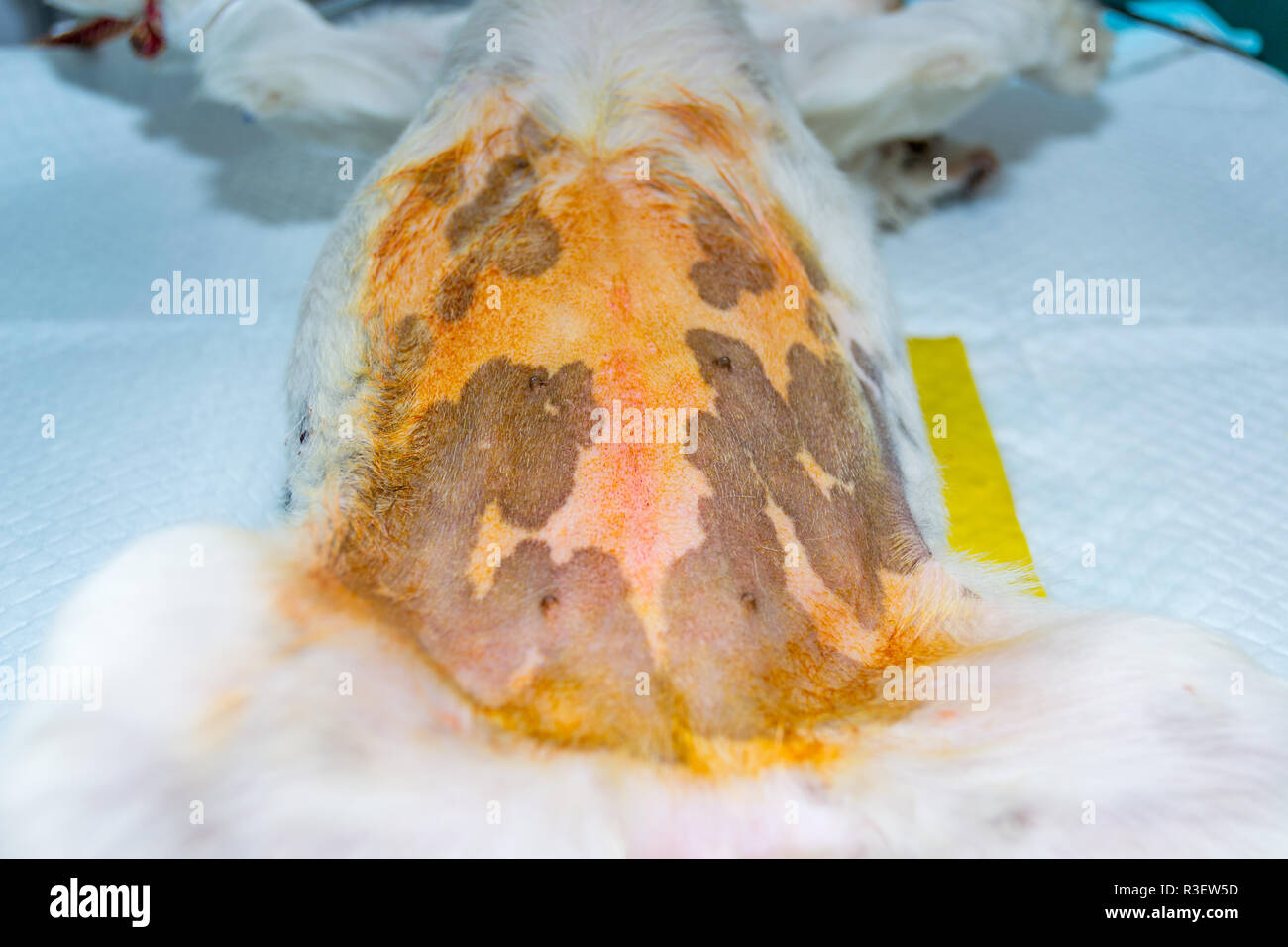 Abdomen of a dog prepared for surgery using betadine. Stock Photo